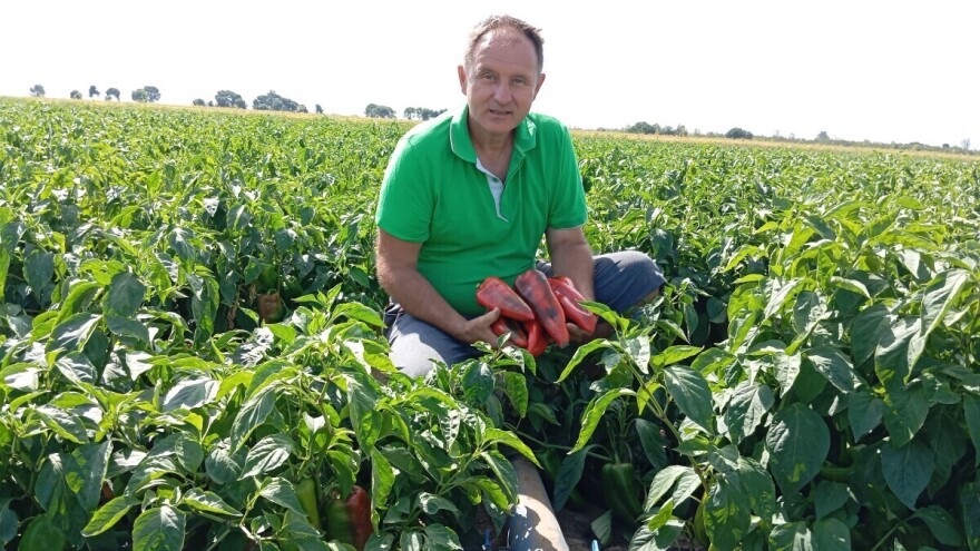 Dejan Čule očekuje do 40 t/ha paprike: "Sa navodnjavanjem nema greške"