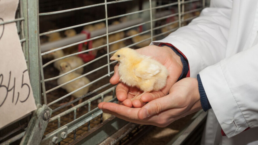 U svibnju rast proizvodnje jednodnevne peradi