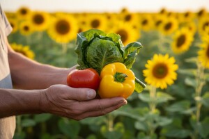 Proizvodnja povrća i žitarica, OPG Balić, Ilača
