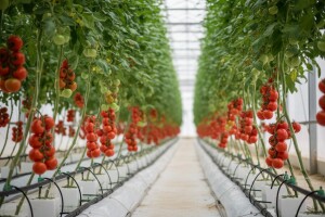 Proizvodnja povrća u hidroponu