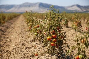 Proizvodnja povrća u vrgoračkom kraju