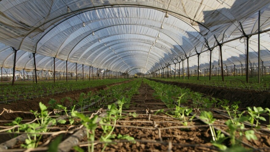 Kako izbjeći probleme u rasadničkoj proizvodnji?