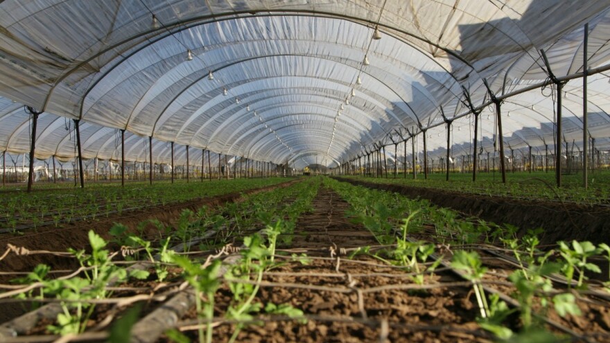 Kako izbeći probleme u rasadničkoj proizvodnji?