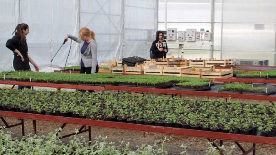 Kopriva pogodna za komercijalno gajenje