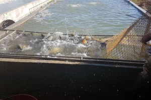 Više cene ribe nego prošle godine, osim šarana?