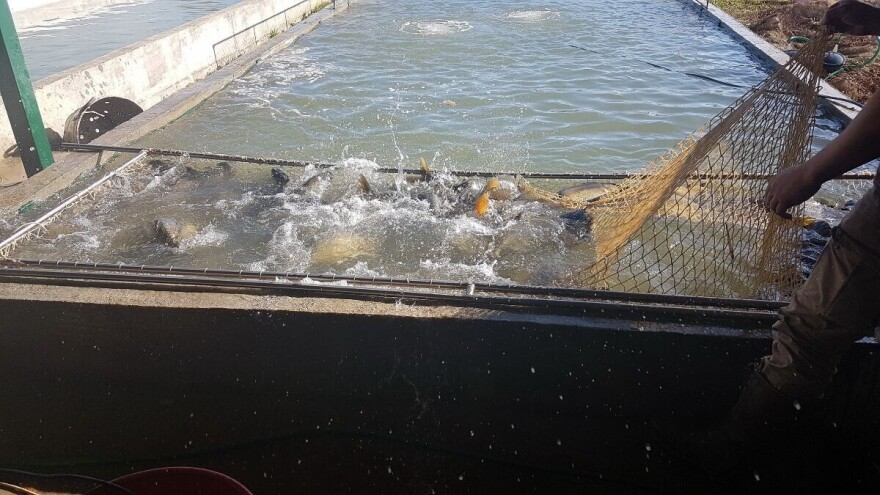 Više cene ribe nego prošle godine, osim šarana?