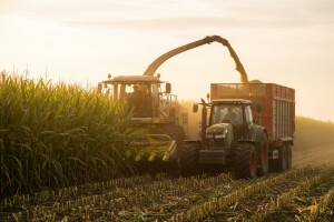 Proizvodnja silažne mase čitave stabljike kukuruza