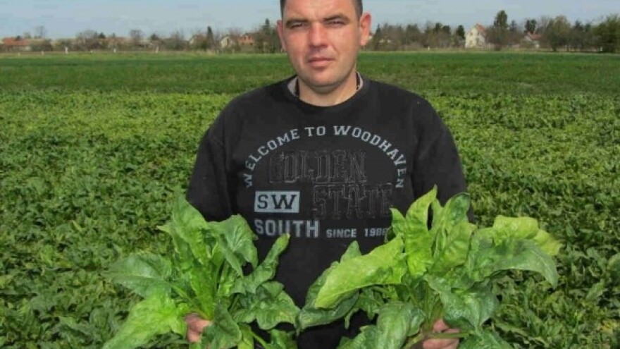 Spanać traži rad, ali obezbeđuje profit