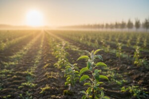 Proizvodnja voćnih sadnica i loznih cijepova u 2008.