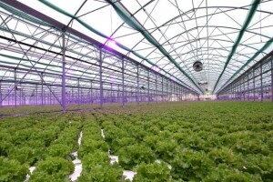 Zelena salata neretvanskih plastenika ruši rekorde