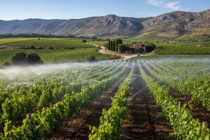 Projekt navodnjavanja Petrova polja