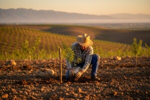 Projekt sadnje badema