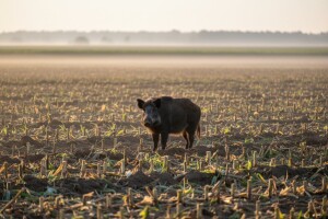 Projekt Wibor za kontrolu populacije divlje svinje