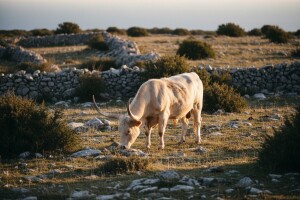 Projekt zaštite autohtonih pasmina na krasu