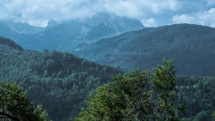 Zeletin: Stabla stara pet vekova
