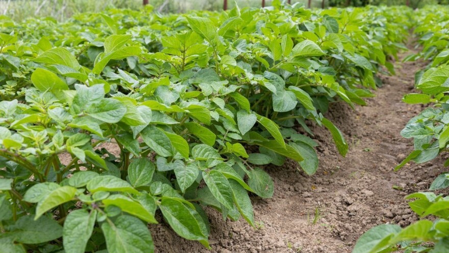 Plamenjača u maju: Evo šest najčešćih grešaka zbog kojih dolazi do zaraze u bašti