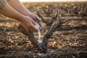 Proljetna gnojidba trajnih nasada