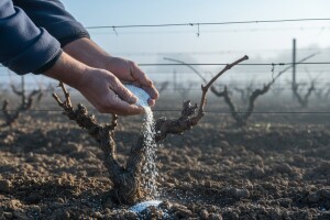 Proljetna gnojidba vinograda