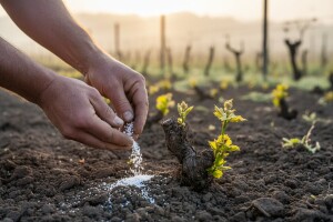 Proljetna gnojidba voćnjaka i vinograda