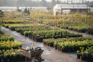 Proljetna prodajna sezona u Karolina rasadniku!