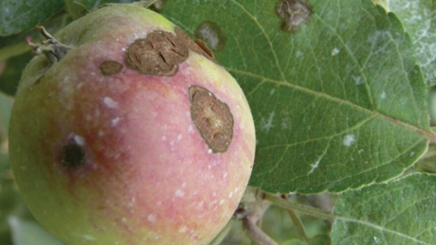 Na vrijeme protiv krastavosti i pepelnice