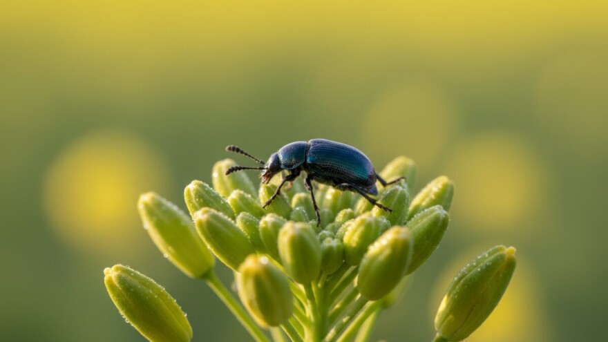 Proljetna zaštita od repičine pipe i sjajnika