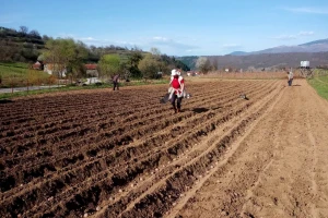Sadnja krompira obavlja se u zagrijano zemljište