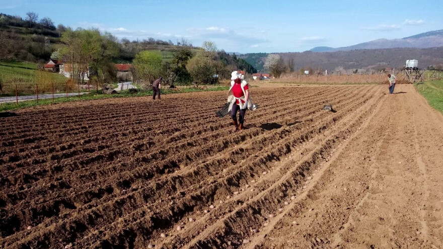 Sadnja krumpira obavlja se u zagrijano zemljište