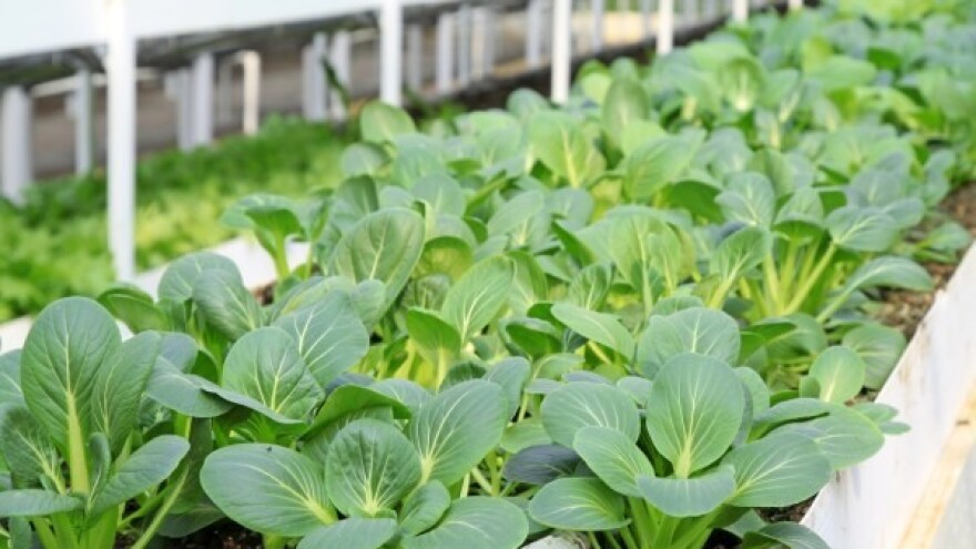 Želite izlagati na Sajmu sadnog materijala u Brčkom?