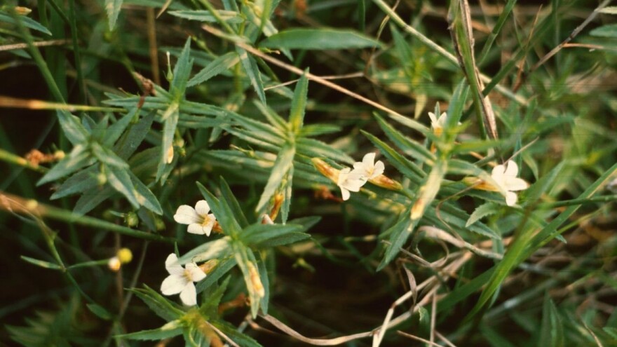 Proljevak i mrazovac - biljke opasne za goveda