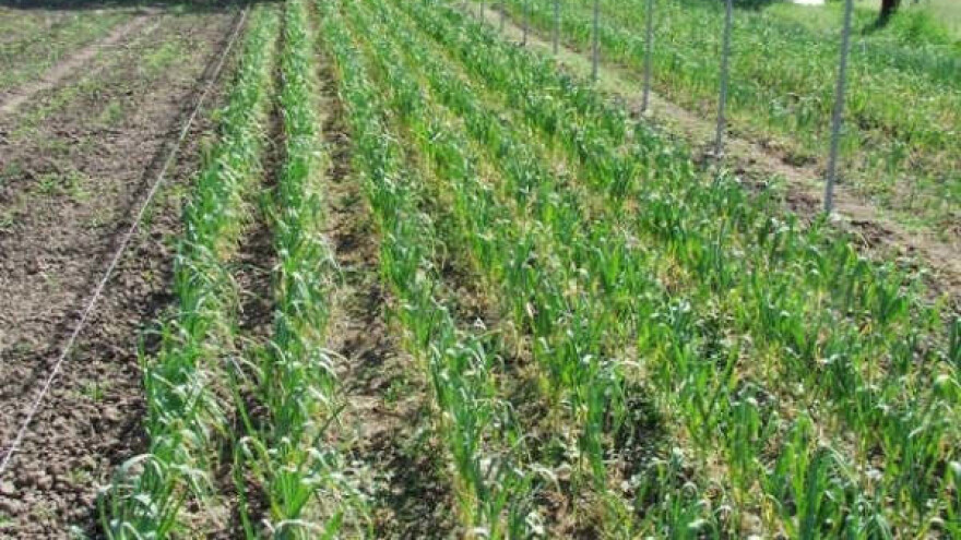 Promeniti način posmatranja sela i poljoprivrede!