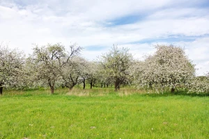 Promenljivo oblačno vreme - kruška "na udaru"