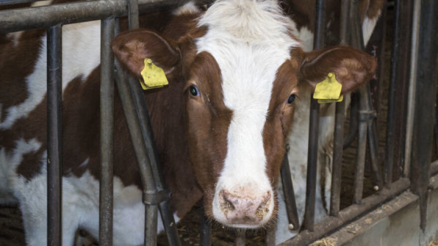 Usaglašavanje veterinarskih sertifikata sa Kosovom