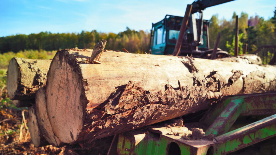 Napredak u suzbijanju ilegalne trgovine drvom