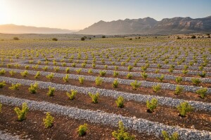Promicanje ekološkog uzgoja višnje maraske