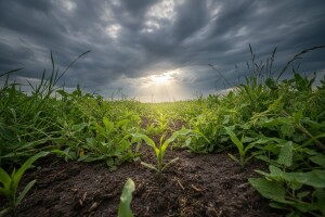 Promjenjivo vrijeme pogoduje razvoju korova