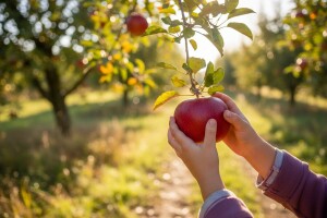 Promocija potrošnje voća među najmlađima