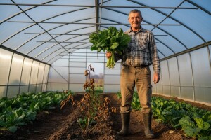 Promrzle ruže će naslijediti raštika