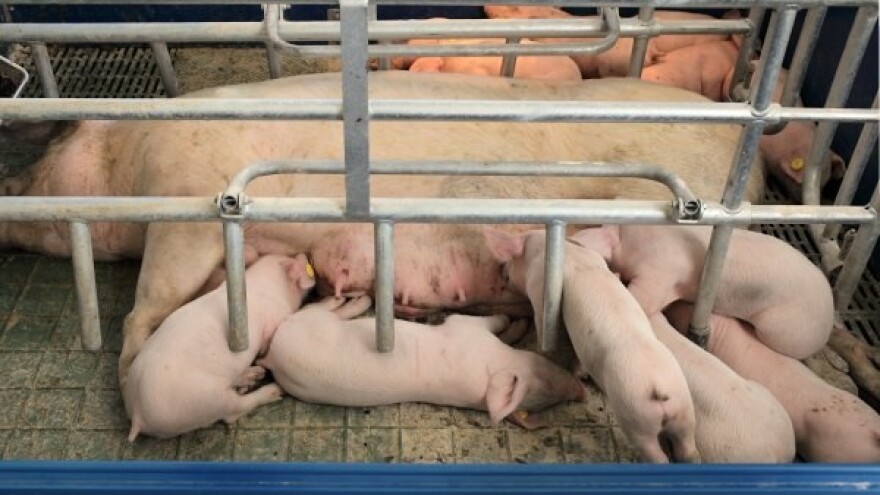 Utvrđena trihineloza u mesu svinja!