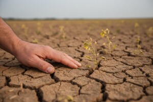 Propala rujanska sjetva uljane repice