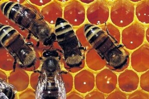 Propolis