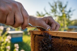 Propolis - čuvar košnice i zdravlja