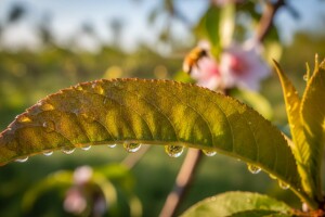 Propolis u zaštiti biljaka