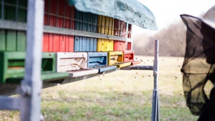 Propolis - čudesan proizvod pčela