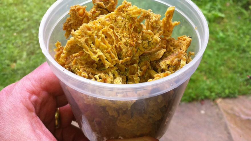 Sakupljanje propolisa pre mraza