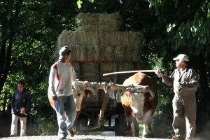 55,3 milijardi eura EU izdvaja za poljoprivredu