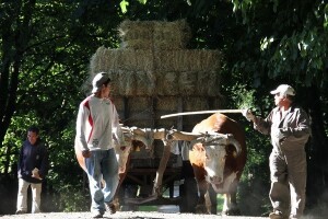 55,3 milijardi eura EU izdvaja za poljoprivredu