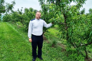 Jovan Pavlović: Proređivanje plodova breskve - samo ručno!