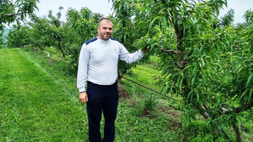 Jovan Pavlović: Proređivanje plodova breskve - samo ručno!