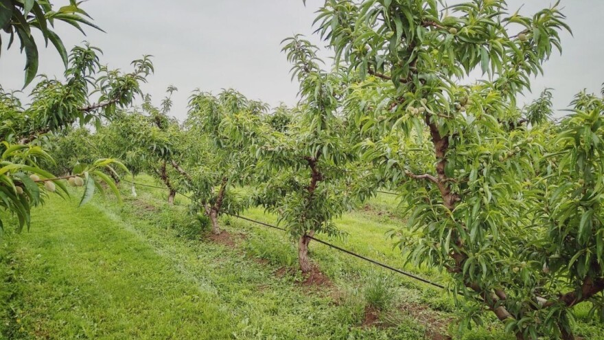 Nikad lošija godina za uzgoj koštičavog voća u Španjolskoj?